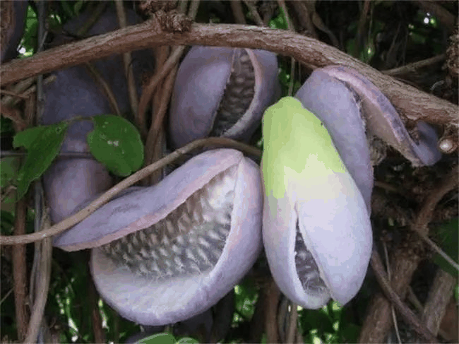 泡泡果