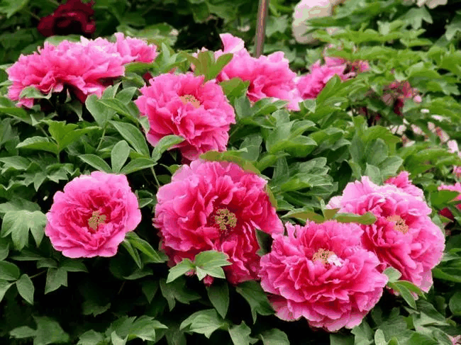 富贵花