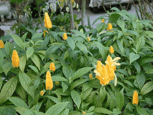 小虾花 (尖尾凤属)