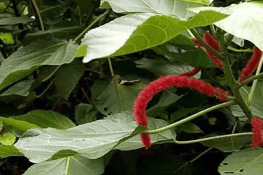 红穗铁苋菜