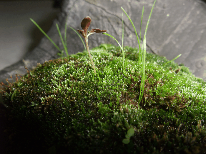 厚苔沼