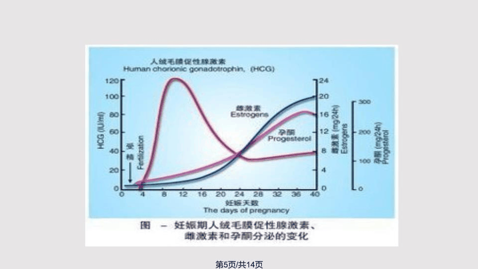 人绒毛膜促性腺激素
