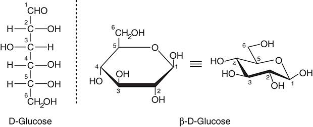 糖生物学