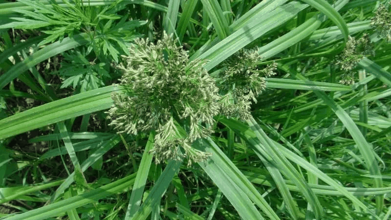 河三棱草