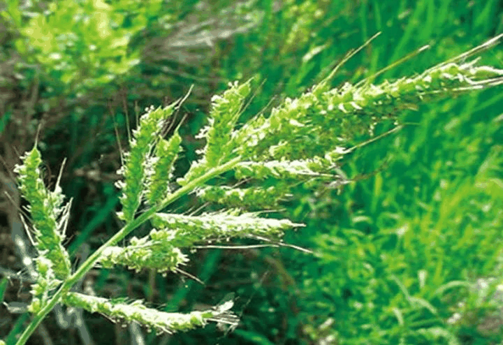 短颖草