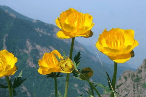 块茎金莲花