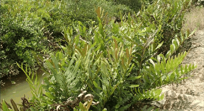 卤蕨