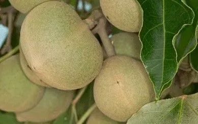 石栗