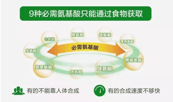 必需氨基酸