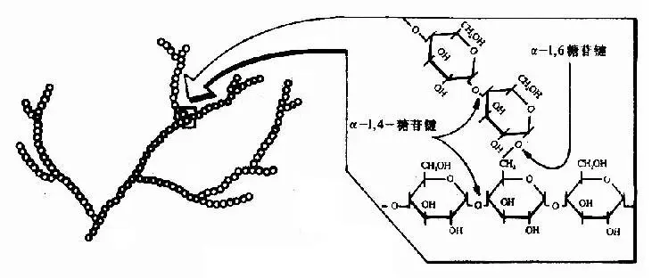 糖原