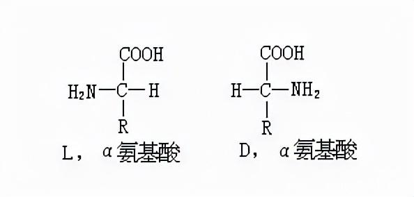 蛋白氨基酸