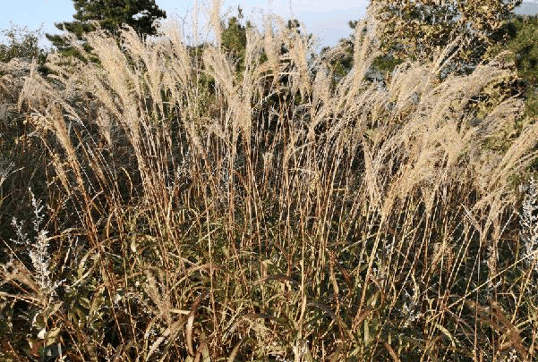 芒属