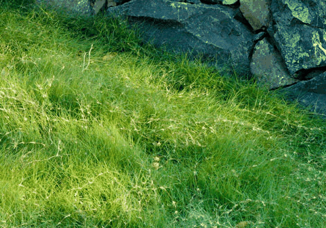 野牛草