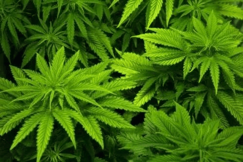 大麻 (植物)