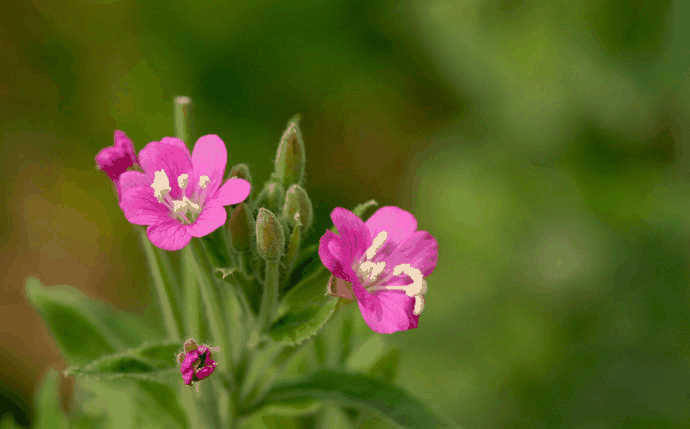 小花柳叶菜