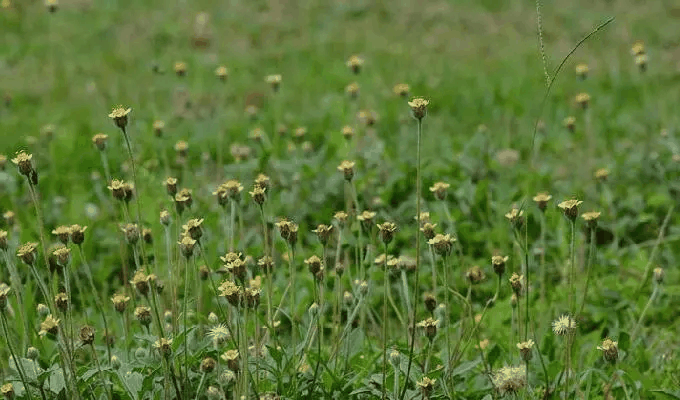 羽芒菊属