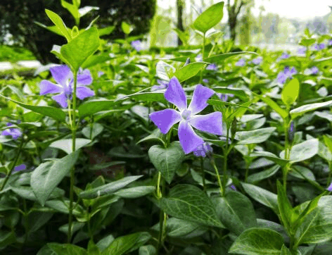 蓝花参属