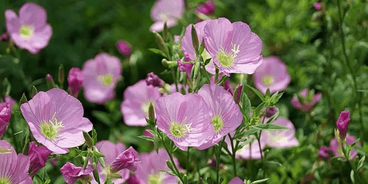 粉蝶花属