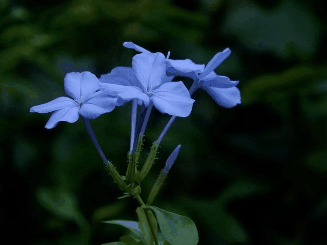 角柱花属