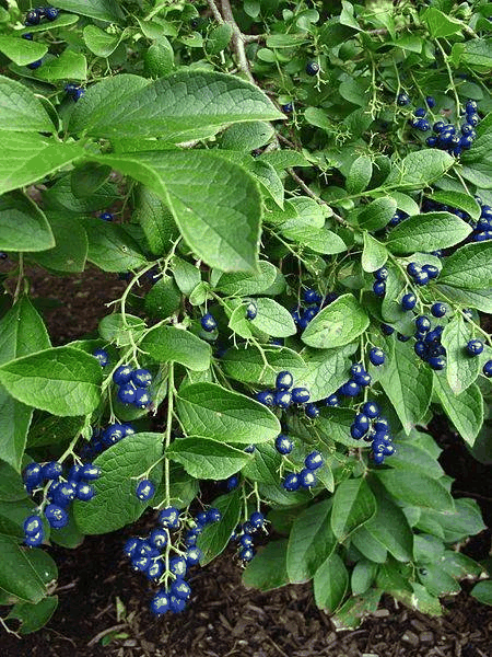 檀香属