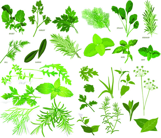 草本植物