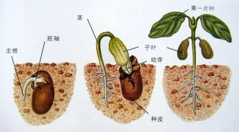 子叶