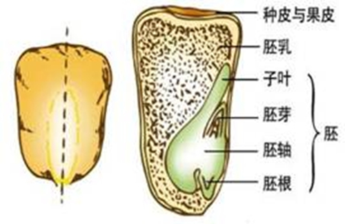 胚乳