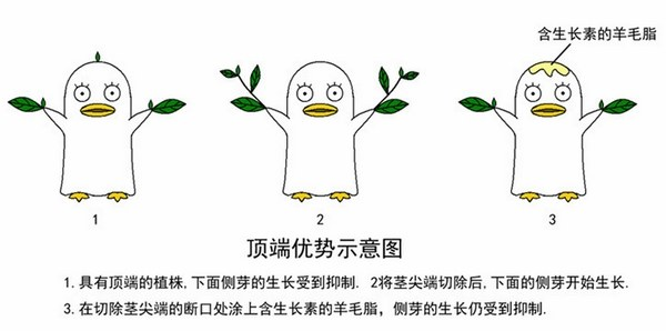 顶端优势