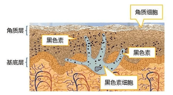 色素体