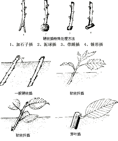 营养繁殖