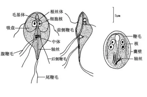 半鞭毛虫
