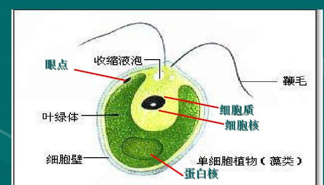 真核生物