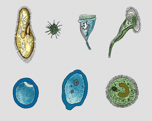 准核生物