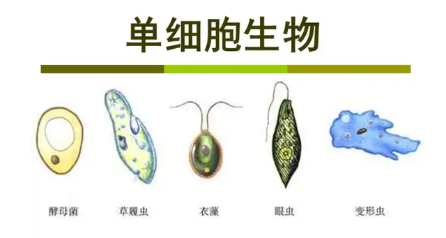单细胞生物