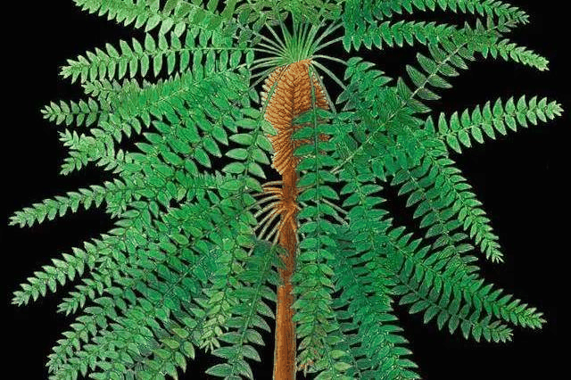 古植物学