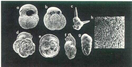 微体古生物学