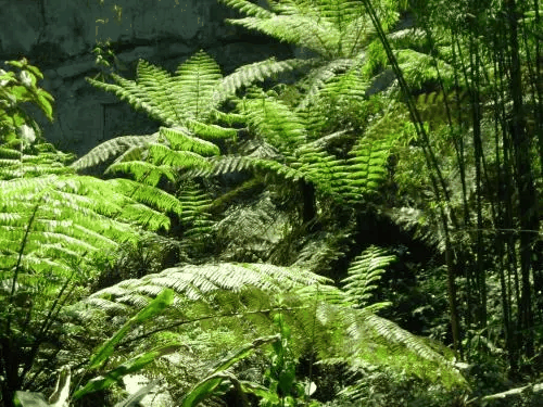 植物地理学