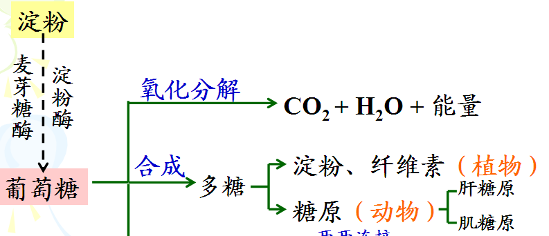 淀粉分解过程