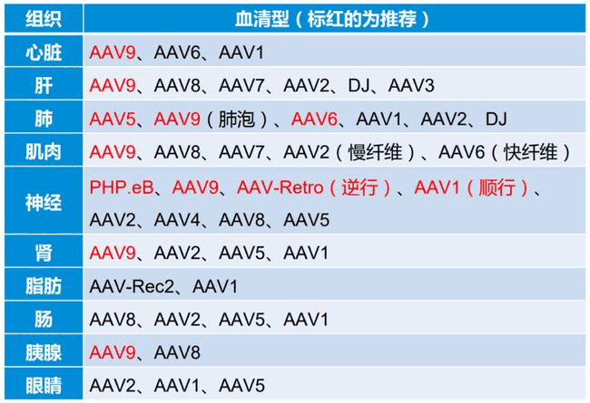 血清型
