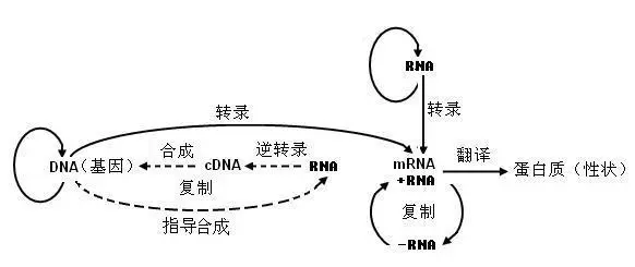 中心法则