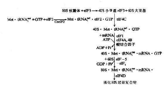 43S起始前复合物