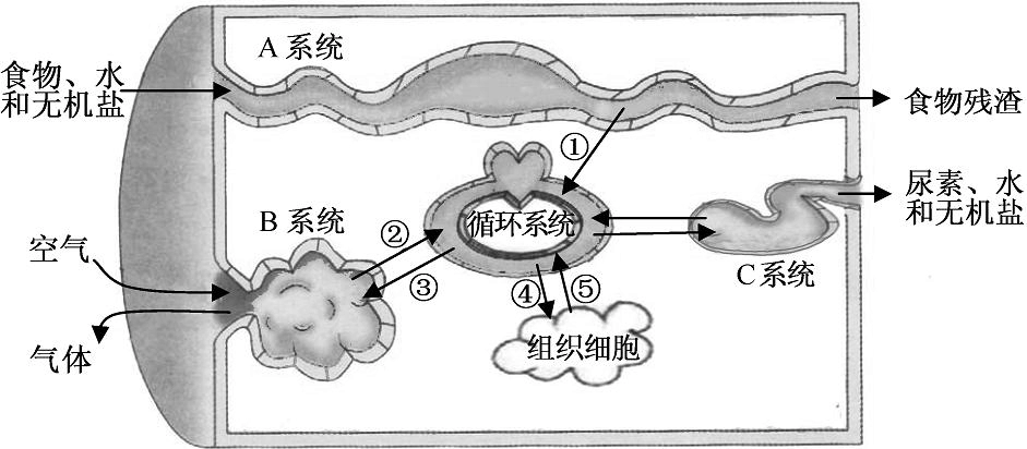 排泄作用