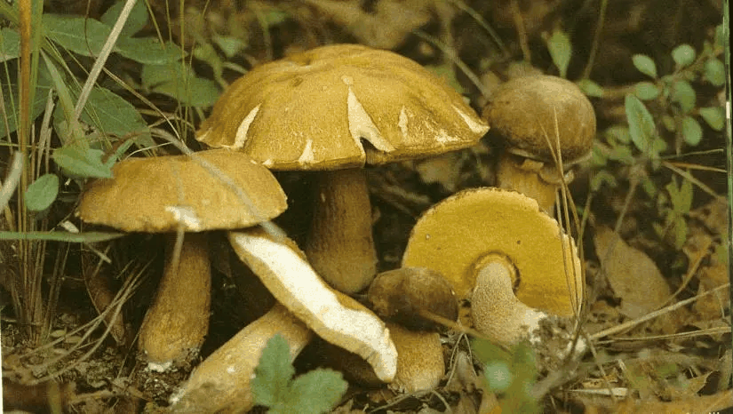 网柄菌属
