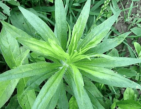 矛叶飞蓬