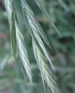 长芒扁雀麦