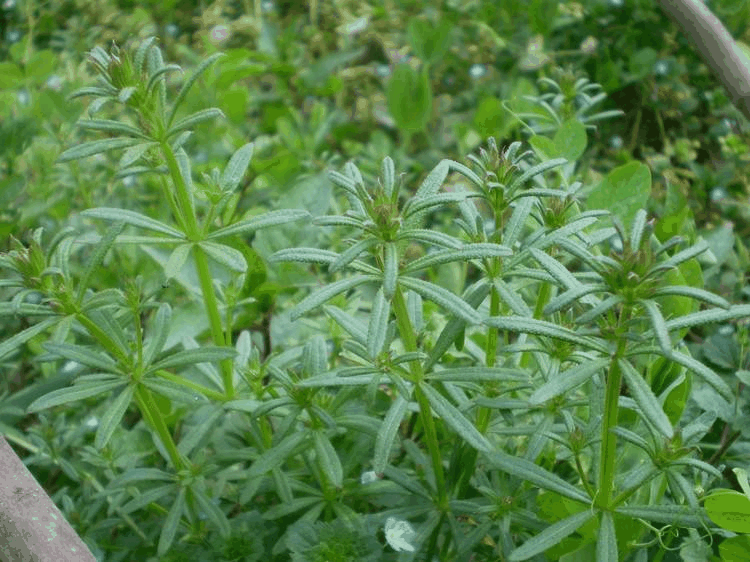 香猪殃殃