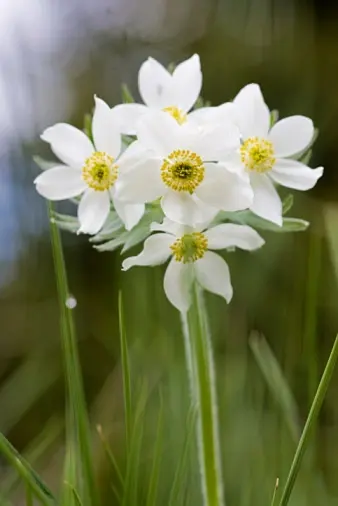 水仙银莲花