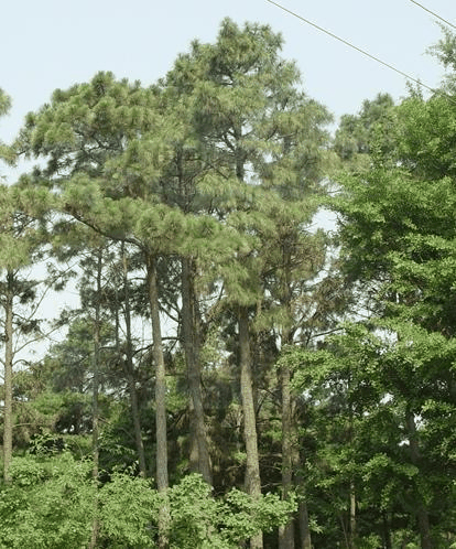 西黄松