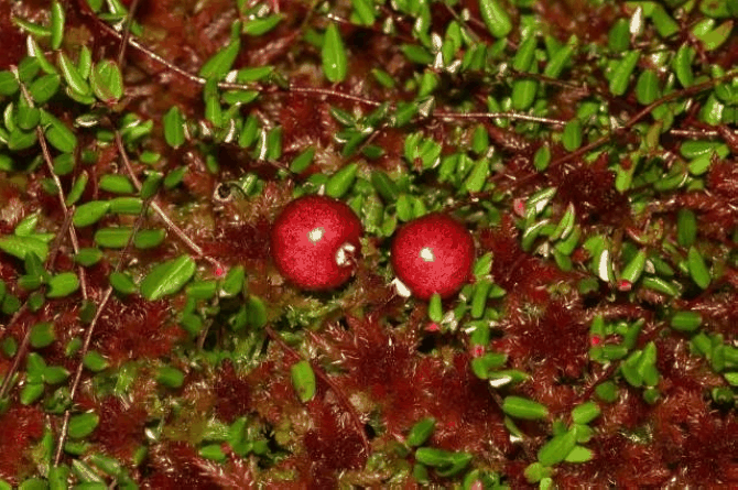 红莓苔子