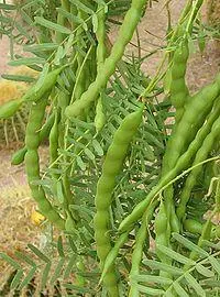 腺牧豆树